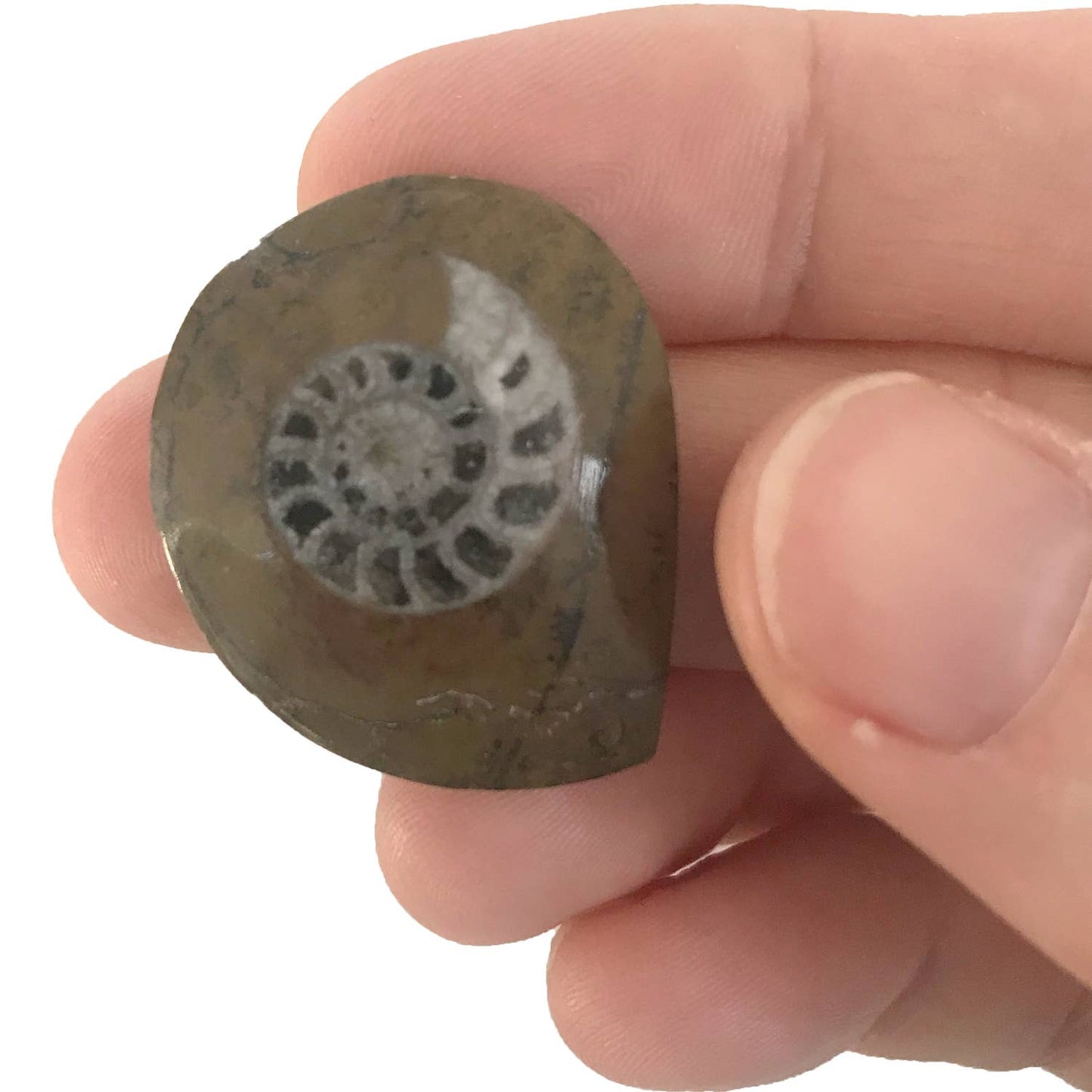 Ammonite | 
Compact Curiosities Ammonite Fossil