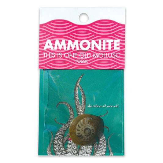 Ammonite | 
Compact Curiosities Ammonite Fossil