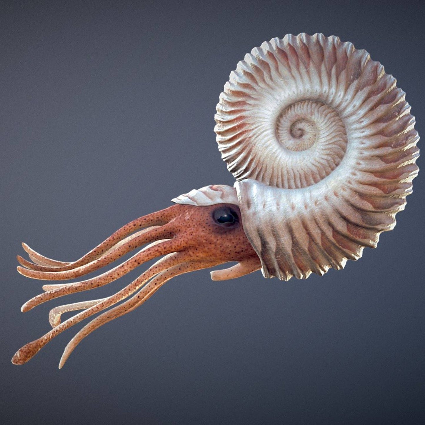 Ammonite | 
Compact Curiosities Ammonite Fossil